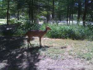 Magers River Camping 004