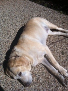 Dog Tired!