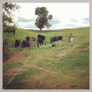 Listening to confessions...those cows are so nosey!!  That or they are some anxious cows wanting to get something off their chest, waiting in line. lol