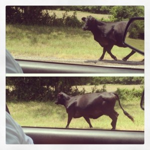 It's nothing to see cows that have 'escaped' and want to walk along side your car on the road.  