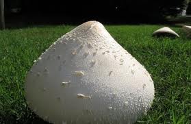 mushrooms after rain
