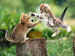fighting cats