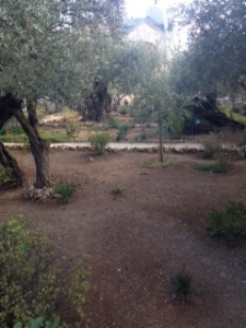 This is the ACTUAL garden that Jesus wept.