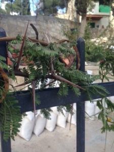 What the actual crown of thorns looked like that awaited Jesus.